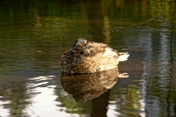 Kaczka udaje kamień © Aruru