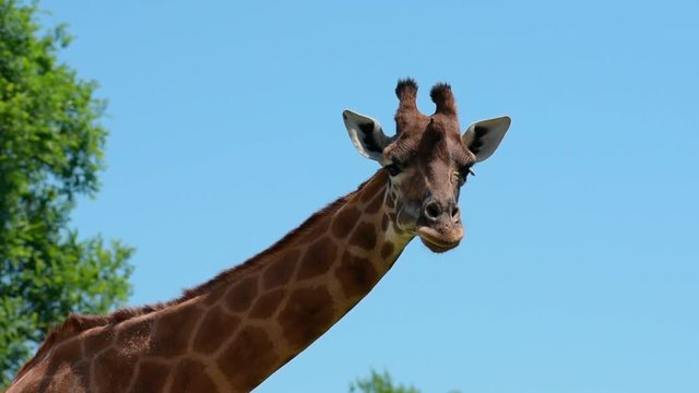 Giraffa