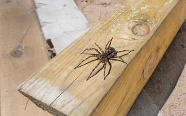 Canada's largest creepy looking spider, the Dock spider of the Pisauridae family, Dolomedes sp), sitting atop a piece of 4x4 lumber on a sunny day.
