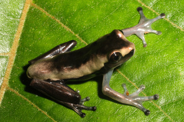 Black frog