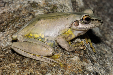 Boophis doulioti is a species of frog in the Mantellidae family. It is endemic to Madagascar.