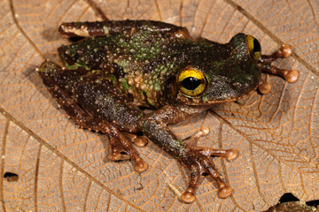 Buckley's slender-legged tree frog, Osteocephalus buckleyi, is a species of frog in the family Hylidae.