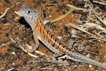 Naklejka premium Chalarodon madagascariensis is a species of Malagasy terrestrial iguanian lizard native to western, southern, and south eastern Madagascar.