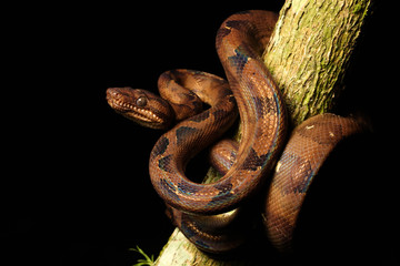 Fototapeta premium Corallus annulatus blombergi is a non-venomous Boinae subspecies found in Pacific Ecuador.