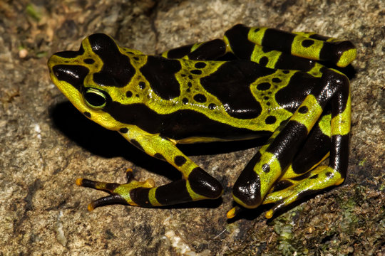 Atelopus spurrelli is a species of toad in the family Bufonidae. It is endemic to Colombia. Its natural habitats are subtropical or tropical moist lowland forests and rivers.