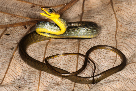 Chironius is a genus of New World colubrid snakes, commonly called sipos, savanes, or sometimes vine snakes.