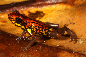 Excidobates captivus, the Santiago poison frog or Rio Santiago poison frog, is a species of frog in the family Dendrobatidae.