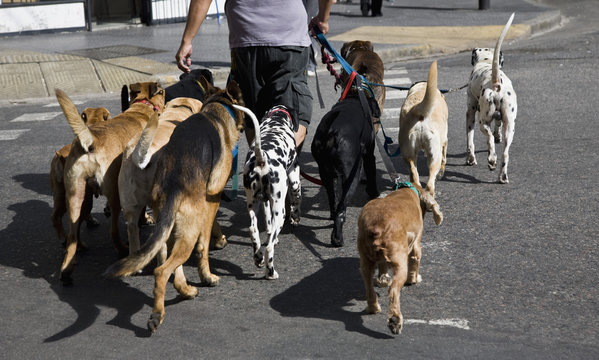 Rear view of a man walking a group of dogs