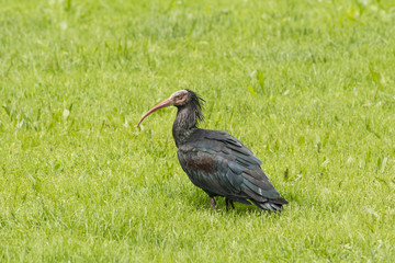 Ibis eremita nel prato