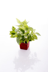 Organic basil plant in the pott on the white background