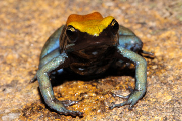 Obraz premium Mantella błękitnonoga to gatunek żaby z rodziny Mantellidae. Występuje endemicznie na Madagaskarze. Jego naturalne siedliska to subtropikalne lub tropikalne suche lasy, rzeki i rzeki przerywane.
