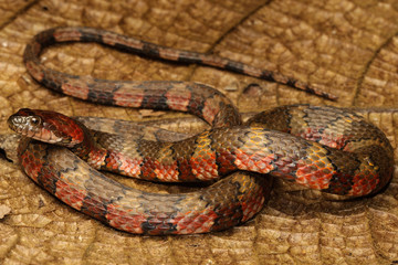 The brown-banded water snake is a species of aquatic snake found in tropical South America and Trinidad and Tobago.
