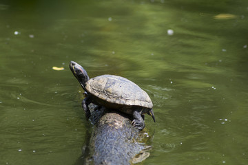 Obraz premium tartaruga