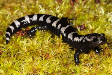 Naklejka premium The marbled salamander is a species of mole salamander found in the eastern United States.