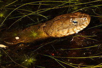 The northern water snake is a species of large, nonvenomous, common snake in the Colubridae family that is native to North America.