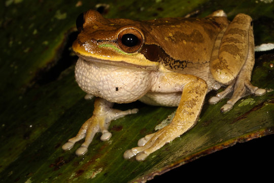 The New Granada cross-banded tree frog is a species of frog in the Hylidae family found in Colombia, Costa Rica, Ecuador, Honduras, Nicaragua, and Panama.