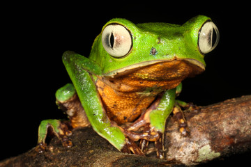 Fototapeta premium The white-lined leaf frog, is a species of frog in the Hylidae family.
