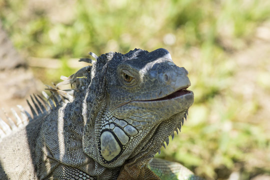 particolare della testa di un iguana all'ombra