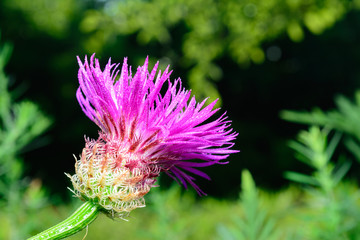 Basket-flower (Plectocephalus americanus),  or American star thi
