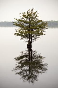 Reflection of a tree in the lake