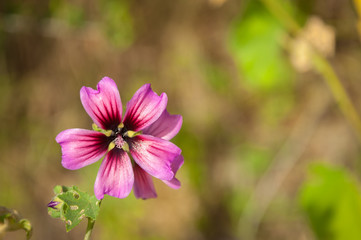 The Malva Sylvestris flower