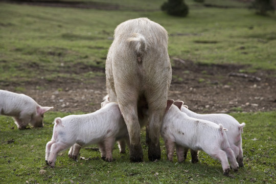 Piglets feeding from a pig in a field