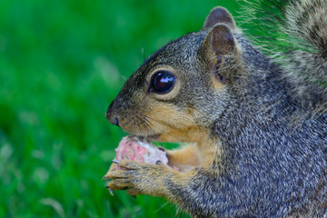 Closeup of squirrel holding a radish side profile detailed face