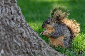 Naklejka na ściany i meble Fox Squirrel eating radish sitting in green grass next to tree