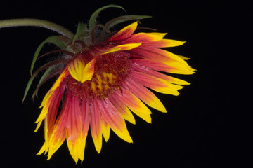 Indian Blanket (Gaillardia pulchella) or Firewheel wildflower is