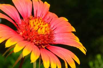 Indian Blanket (Gaillardia pulchella) or Firewheel wildflower se