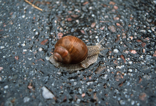 A snail