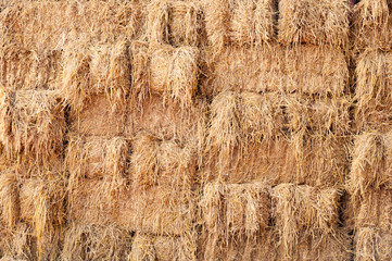 Haystacks stock after the harvest season