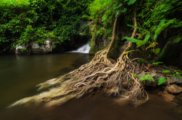 Waterfall with tree roots