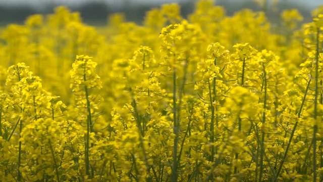 Beautifully yellow oilseed rape flowers in the field.