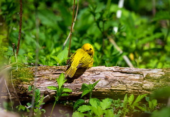 Yellow Warbler female. In summer, the buttery yellow males sing their sweet whistled song from willows, wet thickets, and roadsides across almost all of North America. 