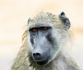 Portrait of a chacma baboon relaxing during a rainy day. Papio ursinus