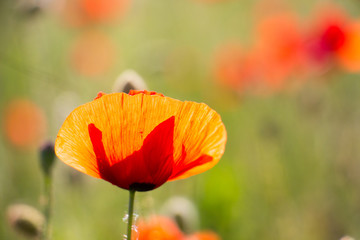 Summer poppy flower