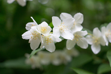 Summer flowers