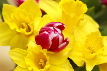 Tulip among daffodils