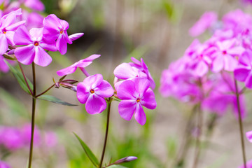 Obraz premium Summer flowers