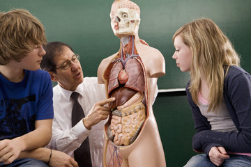 A biology teacher teaching students anatomy