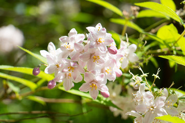 
Summer flowers