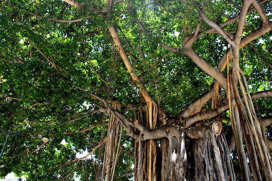 12,422 BEST Banyan Tree IMAGES, STOCK PHOTOS & VECTORS | Adobe Stock