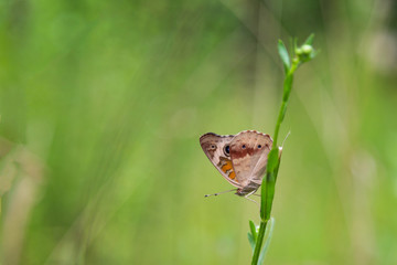 Butterfly on the green branch with green background.
