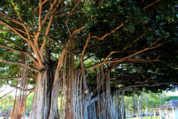 Papier Peint photo Arbres Banyan tree in Hawaii