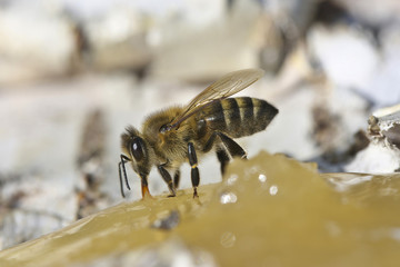 Bee eating honey.