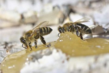 Bee eating honey.