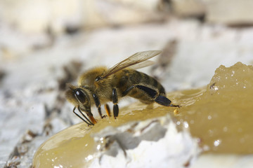 Bee eating honey.