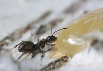 Ant eating honey.