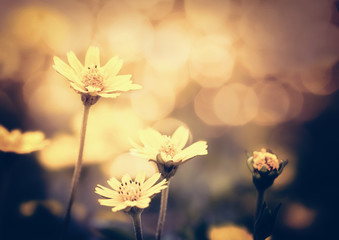 Yellow flower for use as background